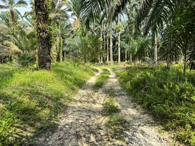 Freehold Agriculture Land For Sale At Langkap,Teluk Intan,Perak
