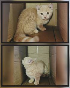 Female Kitten Munchkin
