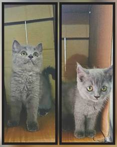 Female BSH Kitten