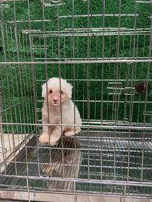 Rare Male Cute White Poodle 