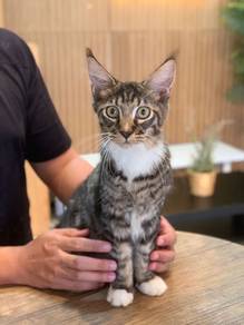 Mainecoon cat male kucing