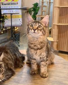 Mainecoon female cat mco kucing