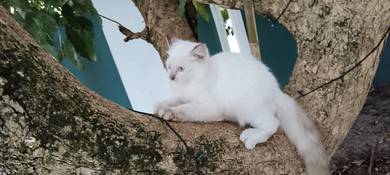 kitten to let go