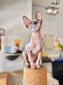 Sphyx Male cat neutured kucing