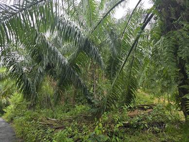 Kuala Kangsar Liman Kati 8 Acres Palm Oil Land for sale