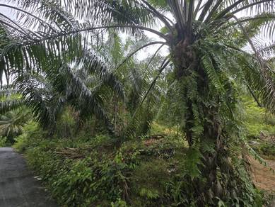 Kuala Kangsar Liman Kati 8 Acres Palm Oil Land for sale