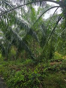 Kuala Kangsar Liman Kati 8 Acres Palm Oil Land for sale