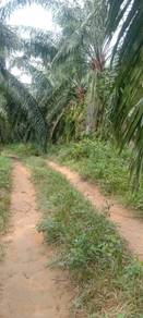 Kuala Kangsar Liman Kati 8 Acres Palm Oil Land for sale