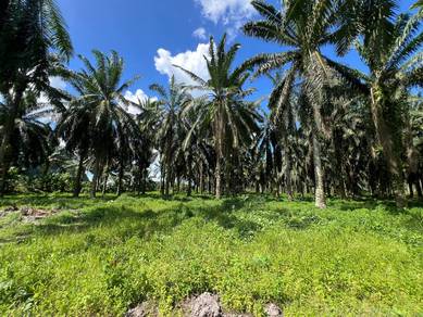 Chemor Kanthan 25 Acres Palm Oil Land for sale