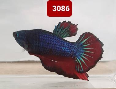 3086 Halfmoon Plakat Male Betta