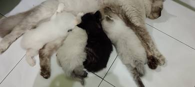 kitten to let go