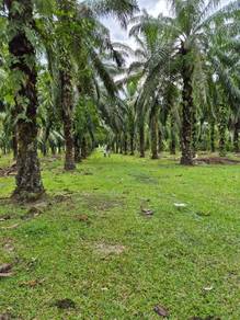 Tanah Kebun Sawit Kg Semangat Mukim Penor Kuantan