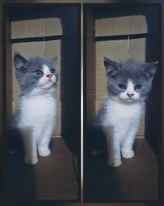 Kitten BSH
