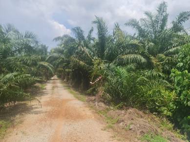 BELOW MARKET VALUEAGRICULTURE LAND FOR SALE OiL PALM ESTATE  FREEHOLD