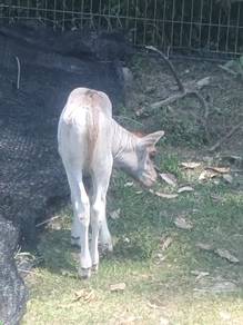 lembu cross betina ibu & anak