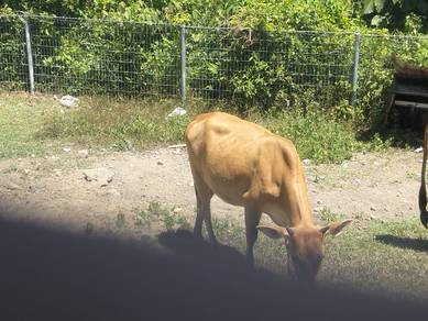 lembu betina dara