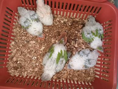 Anak suap pineapple