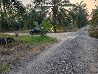 Kebun sawit 4 ekar Non Bumi Sungai Yu , Kuala Selangor