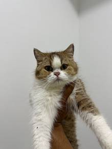 bsh female 6bulan