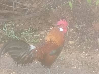 ayam hutan denak