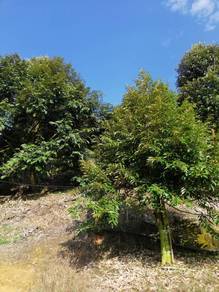 Main road side durian farm in kuala pilah for sale