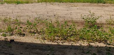 Mixed-Development-Land-for-rent-Permatang-Pauh-Penang