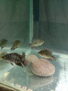 Flowerhorn mix