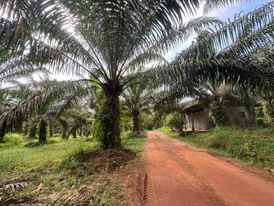 Ayer Hitam Kluang 8.05 Acre Oil Palm Land with Harvest 160k per Acre