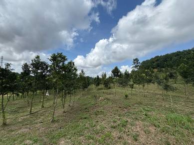 Seelong Senai 15.87 Acre Agriculture Hilly Land Agarwood Tree Rm15 psf