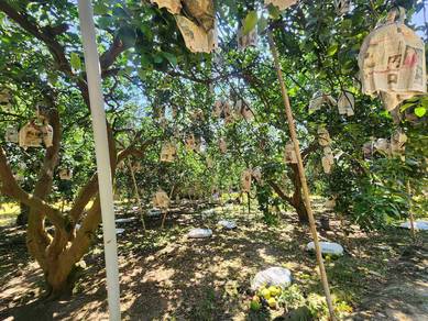 Tambun Ampang - Limau Bali ( Pamelo ) - 9 acres - Freehold -For Sale