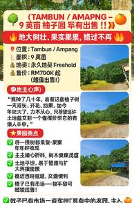 Tambun Ampang - Limau Bali ( Pamelo ) - 9 acres - Freehold -For Sale