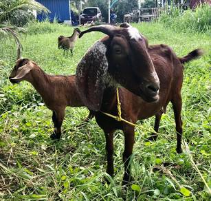 kambing boer cross 2beranak