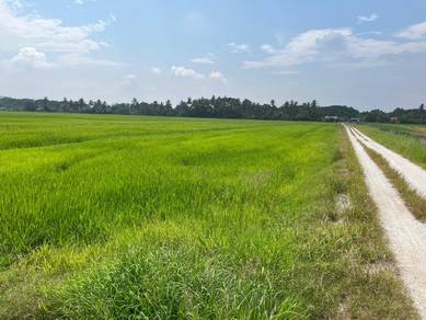 TANAH SAWAH PADI untuk dijual di BUKIT KECHIK !!!