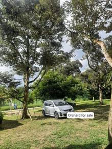 Orchard in the village at batang kali Selangor