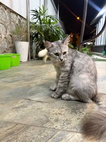 Cat British Short Hair
