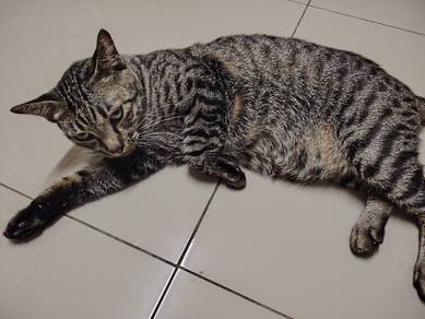 Kucing Kampung Free - Betina 2tahun