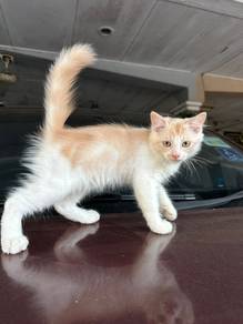 Domestic long hair (persian)