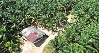 Agricultural-Land-for-sale-Kuala-Pilah-Negeri-Sembilan
