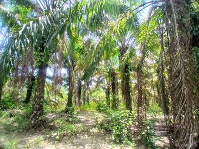 Tanah Pertanian 5.66 ekar , Teloi Kanan , Kuala Ketil Baling , Kedah