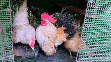 Ayam Serama clear reban
