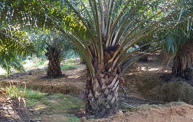 Oil palm estate for sale Kg Rempah, Tampin, Negeri Sembilan