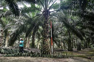 Oil palm estate for sale Kg Rempah, Tampin, Negeri Sembilan