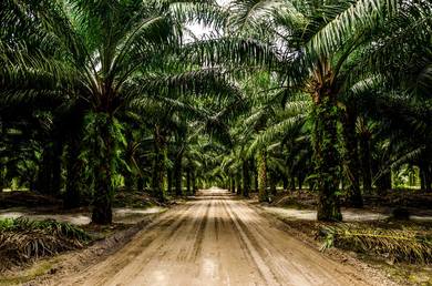 Oil palm estate for sale Kg Rempah, Tampin, Negeri Sembilan