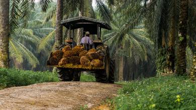 Oil palm estate for sale Kg Rempah, Tampin, Negeri Sembilan