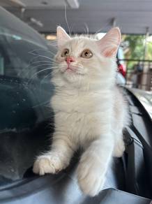 domestic long hair (persian)