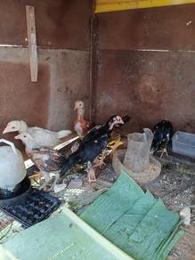 ayam
