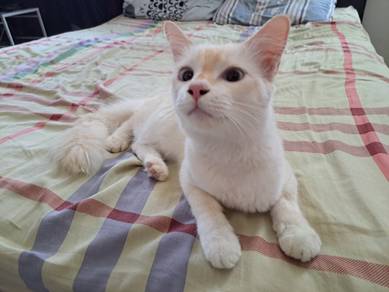 Flamepoint Siamese Cat