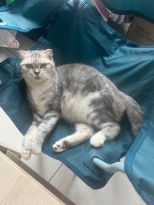 kucing scottish fold