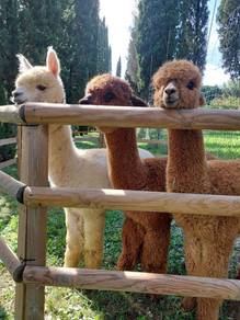 Alpaca