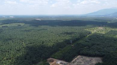 Palm Oil Land @ Jasin
